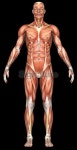 Human body of a man with muscles 이미지 (172919309) - 게티이미지뱅크 Human body of a man with muscles