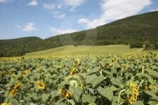 sunflower 이미지 (99781145) - 게티이미지뱅크 sunflower