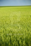 Field Of Wheat 이미지 (92134147) - 게티이미지뱅크 Field Of Wheat
