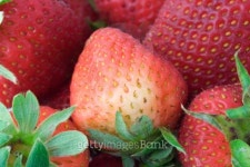Strawberries. 이미지 (145848869) - 게티이미지뱅크 Strawberries.
