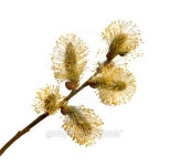 Pussy-willow branch, isolated on white. 이미지 (145986035) - 게티이미지뱅크 Pussy-willow branch, isolated on white.