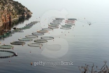 fish farm 이미지 (145830744) - 게티이미지뱅크 fish farm