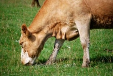 cow eating grass 이미지 (92098162) - 게티이미지뱅크 cow eating grass
