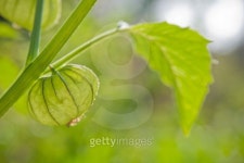 Tomatillo 이미지 (116982359) - 게티이미지뱅크 Tomatillo