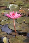Lotus pond 5 이미지 (145196499) - 게티이미지뱅크 Lotus pond 5