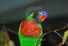 Rainbow Lorikeet 이미지 (100038724) - 게티이미지뱅크 Rainbow Lorikeet