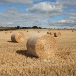 Hay bales in a field 이미지 (145902734) - 게티이미지뱅크 Hay bales in a field