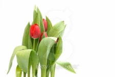 red tulips 이미지 (89895064) - 게티이미지뱅크 red tulips
