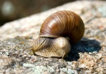 Grape snail (Helix pomatia) 이미지 (483690949) - 게티이미지뱅크 Grape snail (Helix pomatia)