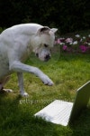 Dogo Argentino 이미지 (89332386) - 게티이미지뱅크 Dogo Argentino