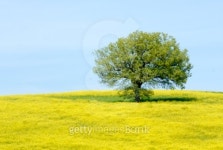 Yellow hill 2 이미지 (99718681) - 게티이미지뱅크 Yellow hill 2