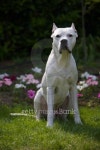Dogo Argentino 이미지 (91698387) - 게티이미지뱅크 Dogo Argentino