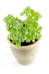 Fresh Basil 이미지 (110854198) - 게티이미지뱅크 Fresh Basil