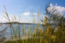 Punggol Beach 이미지 (147653762) - 게티이미지뱅크 Punggol Beach
