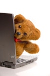 Teddy bear and laptop computer 이미지 (99531014) - 게티이미지뱅크 Teddy bear and laptop computer