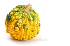 Pumpkin 이미지 (101713395) - 게티이미지뱅크 Pumpkin