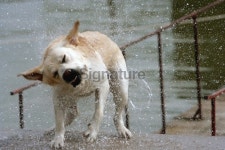 retriver after bath 이미지 (146837187) - 게티이미지뱅크 retriver after bath