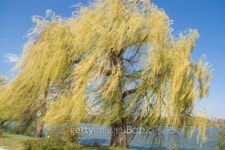 Weeping willow tree by the lake 이미지 (105698679) - 게티이미지뱅크 Weeping willow tree by the lake