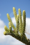Plant vs blue sky 이미지 (99923484) - 게티이미지뱅크 Plant vs blue sky