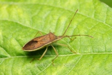 Shield Bug 이미지 (101698967) - 게티이미지뱅크 Shield Bug
