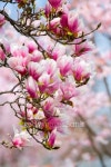 magnolia blossom 이미지 (145910764) - 게티이미지뱅크 magnolia blossom
