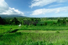 Ricefield landscape 이미지 (97656134) - 게티이미지뱅크 Ricefield landscape