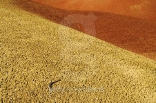 The HIlls 이미지 (145853072) - 게티이미지뱅크 The HIlls