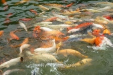 koi 이미지 (94694256) - 게티이미지뱅크 koi