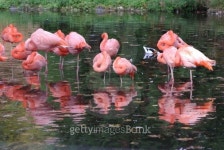 group of pink flamingos 이미지 (147287975) - 게티이미지뱅크 group of pink flamingos
