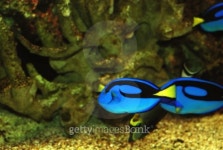 Tropical fish 이미지 (99457800) - 게티이미지뱅크 Tropical fish