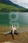 Stump in the water 이미지 (104281198) - 게티이미지뱅크 Stump in the water