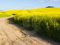 energy crisis: Rape field for biofuel 이미지 (116977034) - 게티이미지뱅크 energy crisis: Rape field for biofuel