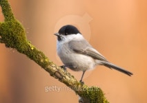 Marsh Tit - sikora uboga 이미지 (94090184) - 게티이미지뱅크 Marsh Tit - sikora uboga