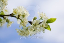 IMG_7491.jpg 이미지 (99723465) - 게티이미지뱅크 IMG_7491.jpg