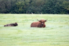 Highland cattle and calf sitting in a field 이미지 (135005536) - 게티이미지뱅크 Highland cattle and calf sitting in a field