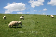 Sheep on a dam 이미지 (96884902) - 게티이미지뱅크 Sheep on a dam