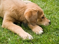 Tired Puppy on Grass 이미지 (91720497) - 게티이미지뱅크 Tired Puppy on Grass