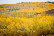 Aspen Trees and Scenic Fall Colors in the Mountains 이미지 (134424242) - 게티이미지뱅크 Aspen Trees and Scenic Fall Colors in... 