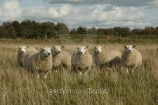 Curious sheep 이미지 (146717742) - 게티이미지뱅크 Curious sheep