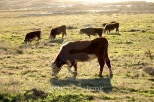 cows grazing in coastal pasture near sunset 이미지 (147023376) - 게티이미지뱅크 cows grazing in coastal pasture near sunset
