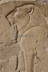 lion Hieroglyphics 이미지 (137509800) - 게티이미지뱅크 lion Hieroglyphics