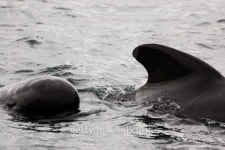 Pilot whales near Cape Breton Island, Nova Scotia 이미지 (147261109) - 게티이미지뱅크 Pilot whales near Cape Breton Island... 