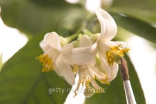 lemon tree. pollen - in vitro :) 이미지 (99805684) - 게티이미지뱅크 lemon tree. pollen - in vitro :)