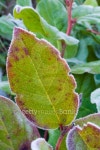 frozen leaf 이미지 (96309770) - 게티이미지뱅크 frozen leaf