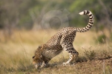 cheetah smelling the ground 이미지 (149055386) - 게티이미지뱅크 cheetah smelling the ground