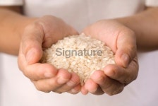 Handful Of Rice 이미지 (172906565) - 게티이미지뱅크 Handful Of Rice