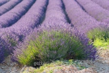 field of lavenders in bloom 이미지 (99820571) - 게티이미지뱅크 field of lavenders in bloom