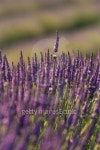 field of lavenders in bloom 이미지 (101712682) - 게티이미지뱅크 field of lavenders in bloom