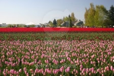 Tulip Farm 이미지 (147658946) - 게티이미지뱅크 Tulip Farm