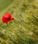 Corn poppy 이미지 (91771193) - 게티이미지뱅크 Corn poppy